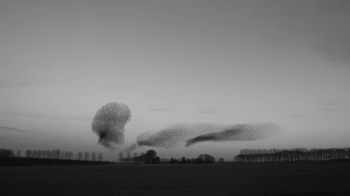 Starlings